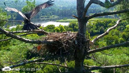 VINS Bald Eagles Nest Live Cams - Jul 27, 2026, 10:50am EDT