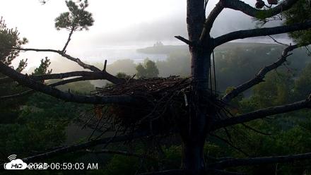 VINS Bald Eagles Nest Live Cams - Aug 16, 2026, 6:59am EDT