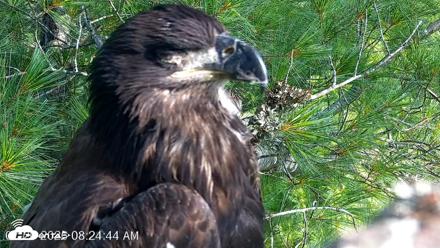 VINS Bald Eagles Nest Live Cams - Jul 26, 2026, 8:25am EDT