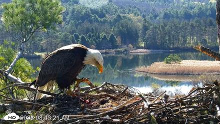 VINS Bald Eagles Nest Live Cams - Apr 28, 2026, 8:43am EDT
