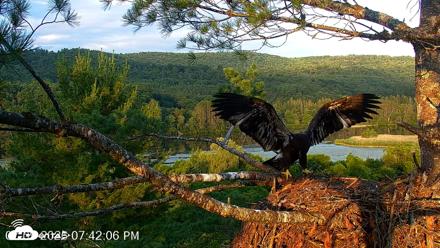 VINS Bald Eagles Nest Live Cams - Jul 9, 2026, 7:42pm EDT
