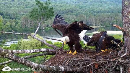 VINS Bald Eagles Nest Live Cams - Jul 1, 2026, 6:25pm EDT