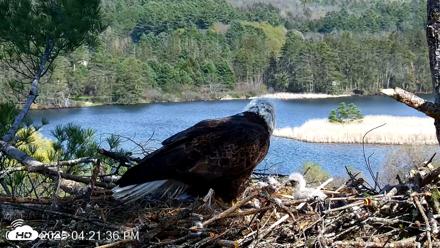 VINS Bald Eagles Nest Live Cams - May 4, 2026, 4:22pm EDT