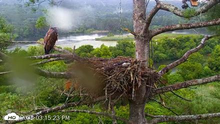 VINS Bald Eagles Nest Live Cams - Jul 29, 2026, 3:16pm EDT