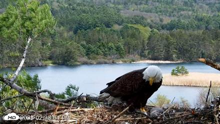 VINS Bald Eagles Nest Live Cams - May 5, 2026, 2:38pm EDT