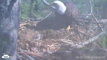 VINS Bald Eagles Nest Live Cams - Apr 26, 2026, 9:54am EDT