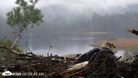 VINS Bald Eagles Nest Live Cams - May 14, 2026, 9:09am EDT