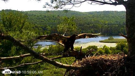 VINS Bald Eagles Nest Live Cams - Jul 17, 2026, 11:00am EDT