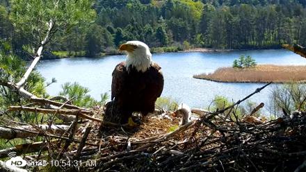 VINS Bald Eagles Nest Live Cams - May 7, 2026, 10:55am EDT