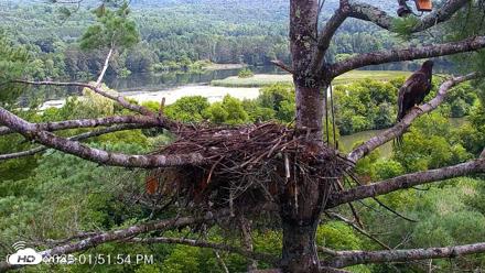 VINS Bald Eagles Nest Live Cams - Jul 30, 2026, 1:52pm EDT