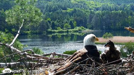 VINS Bald Eagles Nest Live Cams - Jun 1, 2026, 9:45am EDT