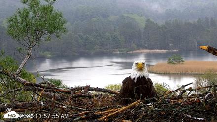 VINS Bald Eagles Nest Live Cams - May 10, 2026, 12:02pm EDT