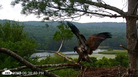VINS Bald Eagles Nest Live Cams - Jul 21, 2026, 6:39pm EDT