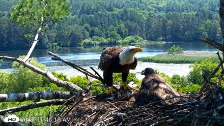 VINS Bald Eagles Nest Live Cams - Jun 28, 2026, 11:46am EDT