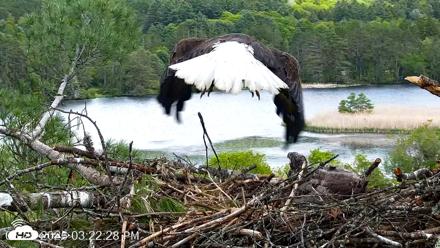 VINS Bald Eagles Nest Live Cams - May 25, 2026, 3:24pm EDT