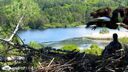 VINS Bald Eagles Nest Live Cams - May 26, 2026, 2:12pm EDT