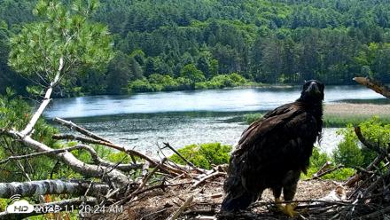 VINS Bald Eagles Nest Live Cams - Jun 16, 2026, 11:27am EDT