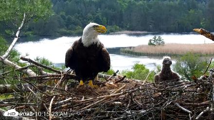 VINS Bald Eagles Nest Live Cams - May 20, 2026, 10:16am EDT