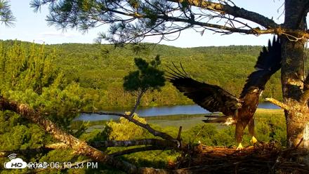 VINS Bald Eagles Nest Live Cams - Jul 20, 2026, 6:20pm EDT
