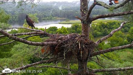 VINS Bald Eagles Nest Live Cams - Jul 30, 2026, 8:19am EDT