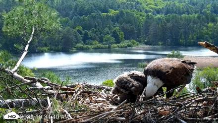 VINS Bald Eagles Nest Live Cams - May 27, 2026, 10:35am EDT