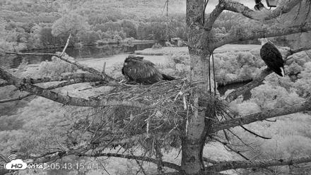 VINS Bald Eagles Nest Live Cams - Jul 29, 2026, 5:43am EDT