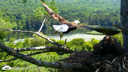 VINS Bald Eagles Nest Live Cams - Jul 24, 2026, 12:46pm EDT