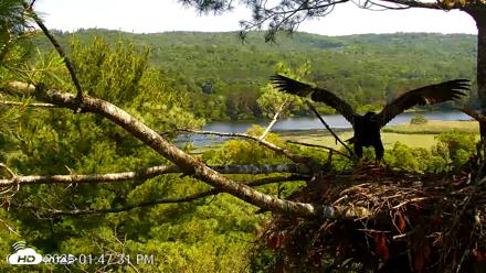 VINS Bald Eagles Nest Live Cams - Jul 3, 2026, 1:48pm EDT