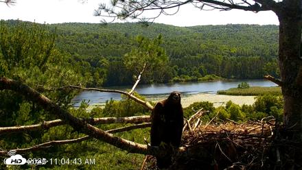 VINS Bald Eagles Nest Live Cams - Jul 17, 2026, 11:05am EDT