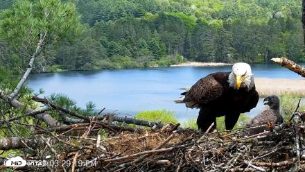 VINS Bald Eagles Nest Live Cams - May 19, 2026, 3:30pm EDT