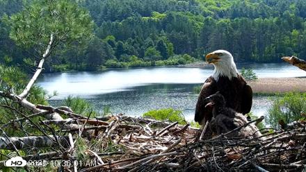 VINS Bald Eagles Nest Live Cams - May 27, 2026, 10:37am EDT