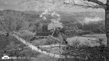 VINS Bald Eagles Nest Live Cams - Jul 15, 2026, 5:11am EDT