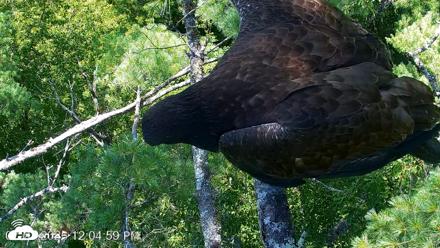 VINS Bald Eagles Nest Live Cams - Jul 27, 2026, 12:05pm EDT