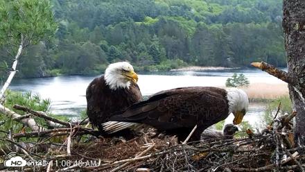 VINS Bald Eagles Nest Live Cams - May 20, 2026, 11:07am EDT
