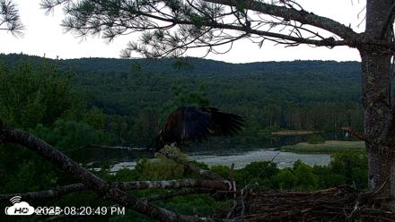 VINS Bald Eagles Nest Live Cams - Jul 20, 2026, 8:21pm EDT