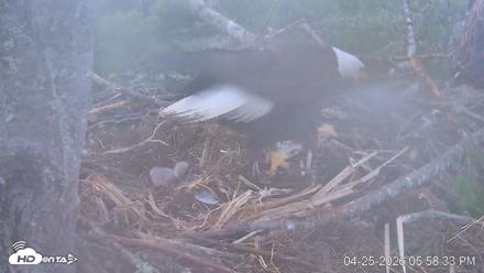 VINS Bald Eagles Nest Live Cams - Apr 25, 2026, 5:59pm EDT