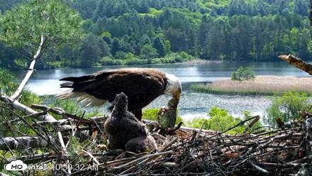 VINS Bald Eagles Nest Live Cams - May 27, 2026, 10:40am EDT