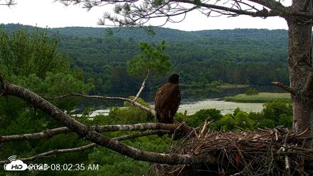 VINS Bald Eagles Nest Live Cams - Jul 18, 2026, 8:03am EDT