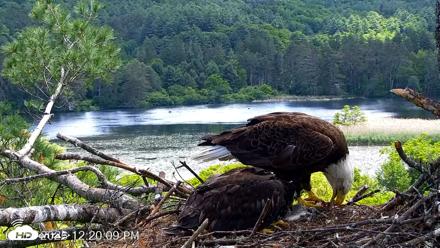 VINS Bald Eagles Nest Live Cams - Jun 16, 2026, 12:21pm EDT