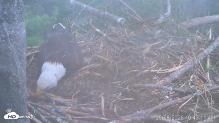 VINS Bald Eagles Nest Live Cams - May 8, 2026, 10:43am EDT