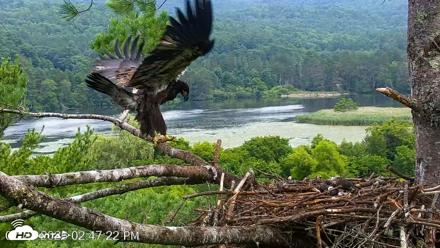 VINS Bald Eagles Nest Live Cams - Jul 21, 2026, 2:48pm EDT