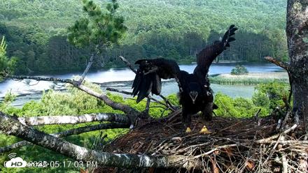 VINS Bald Eagles Nest Live Cams - Jul 2, 2026, 5:18pm EDT