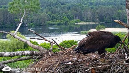 VINS Bald Eagles Nest Live Cams - Jun 25, 2026, 6:42pm EDT