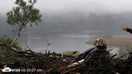 VINS Bald Eagles Nest Live Cams - May 14, 2026, 8:40am EDT