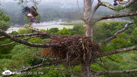 VINS Bald Eagles Nest Live Cams - Jul 29, 2026, 5:21pm EDT