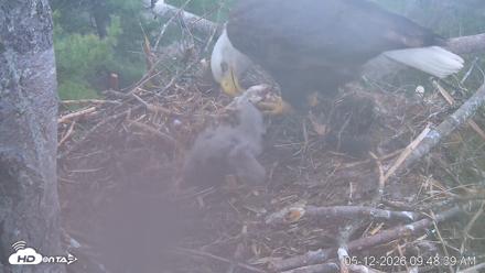 VINS Bald Eagles Nest Live Cams - May 12, 2026, 9:49am EDT