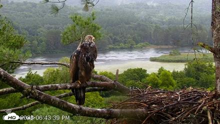 VINS Bald Eagles Nest Live Cams - Jul 29, 2026, 6:44pm EDT
