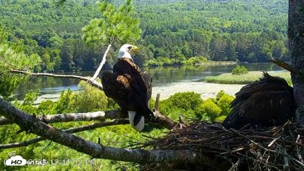 VINS Bald Eagles Nest Live Cams - Jul 24, 2026, 12:42pm EDT