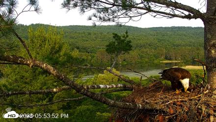 VINS Bald Eagles Nest Live Cams - Jul 5, 2026, 5:55pm EDT