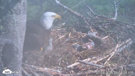 VINS Bald Eagles Nest Live Cams - May 4, 2026, 8:56am EDT